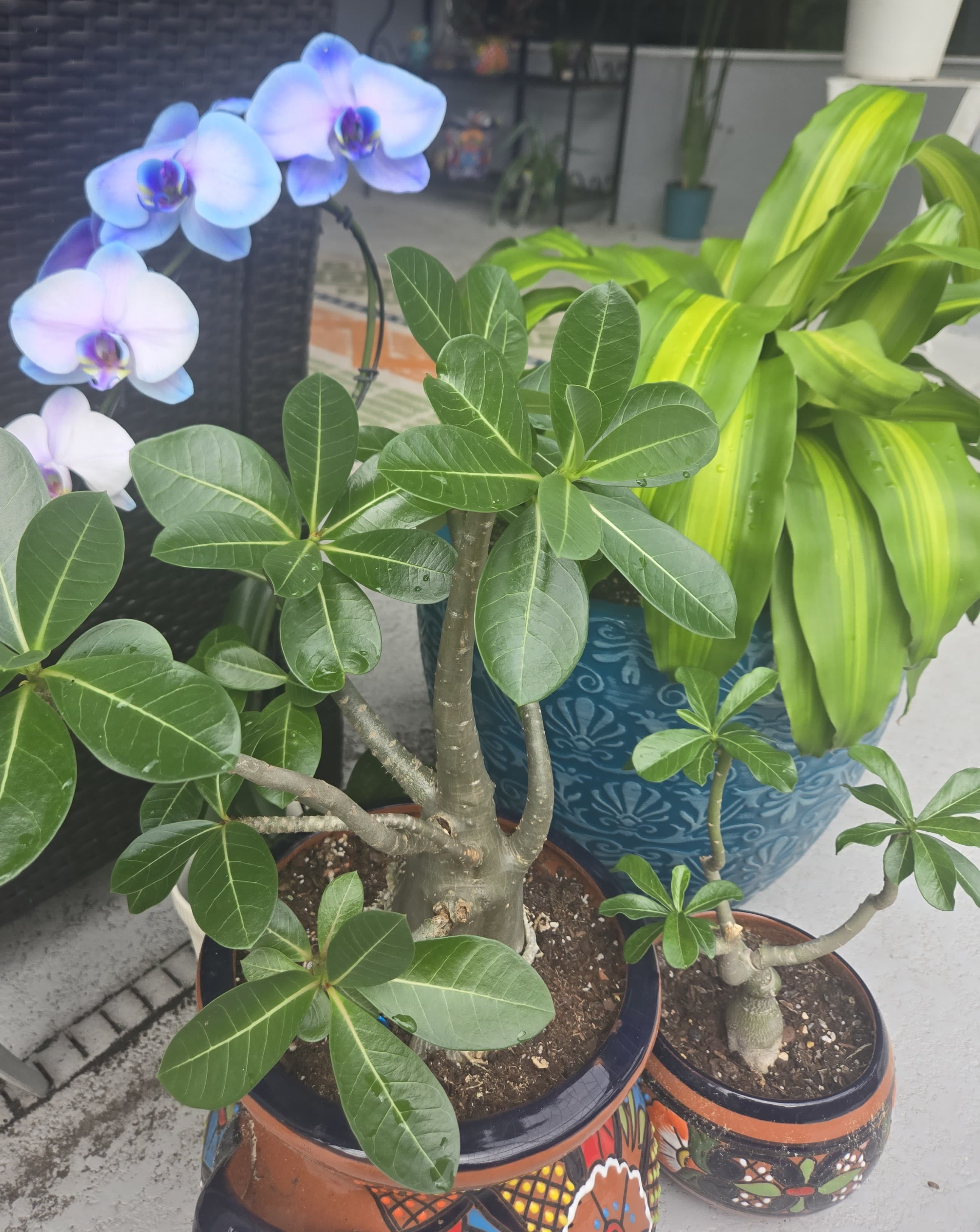 Plants